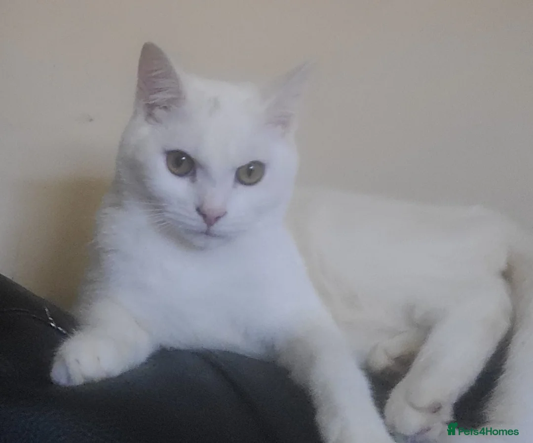 Turkish Angora cats for sale: White Turkish Angora Kittens - Advert 1