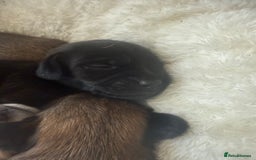 Mixed Breed dogs for sale: Schweenie pups  - Image 15