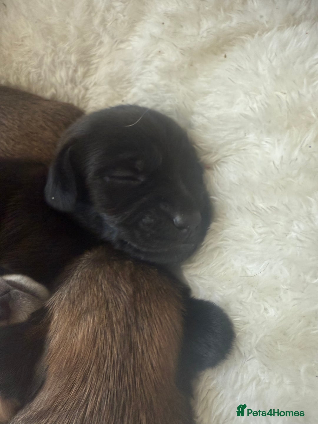 Mixed Breed dogs for sale: Schweenie pups  - Image 15