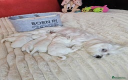 Bichon Frise dogs for sale: 6 bichon maltes - Image 16