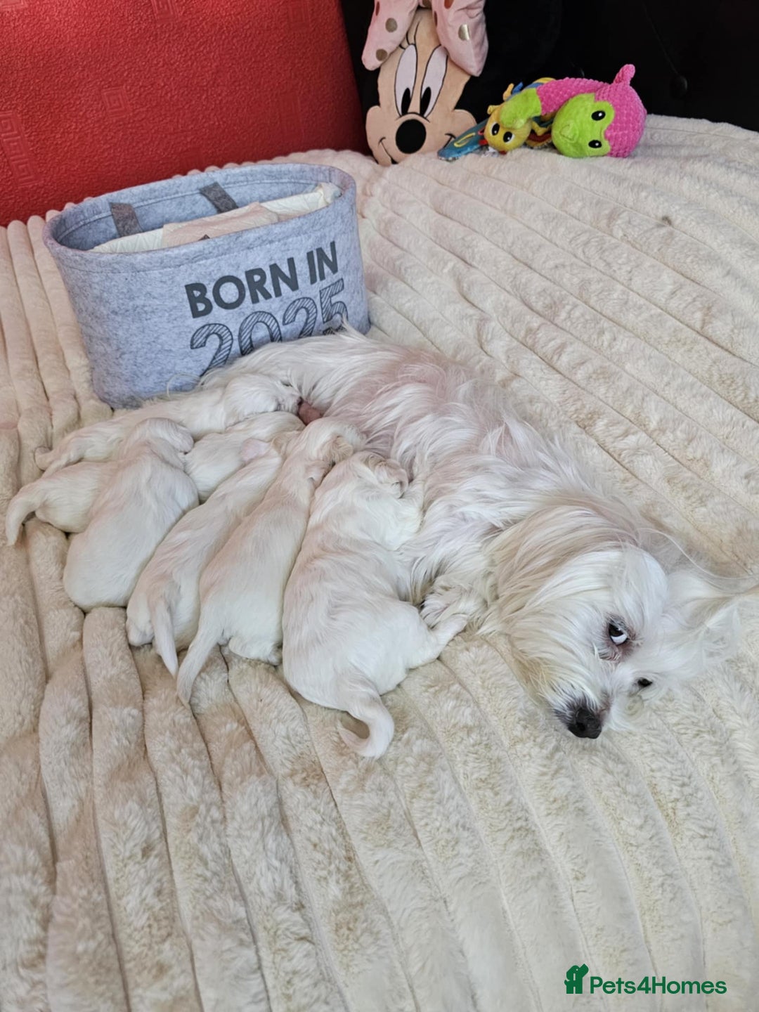 Bichon Frise dogs for sale: 6 bichon maltes - Image 16