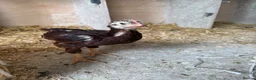 Chickens poultry for sale: 3 Rhode Island Red cockrells  - Advert 5