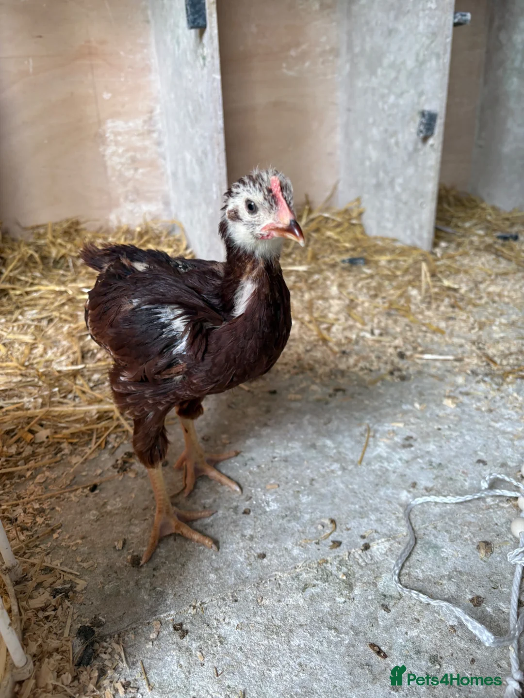 Chickens poultry for sale: 3 Rhode Island Red cockrells  - Advert 5