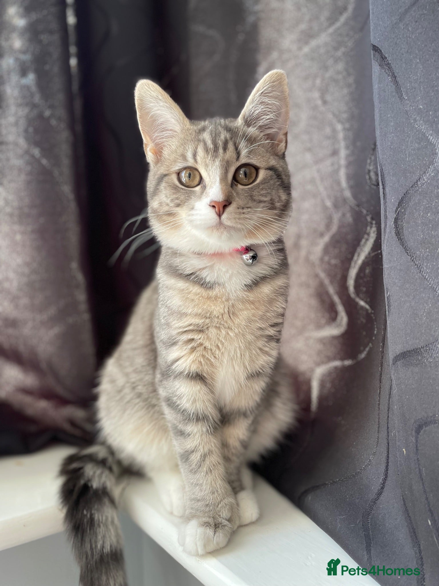 Siberian cats Siberian Girl needs a Home - Advert 9