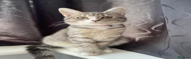 Siberian 1
