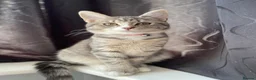 Siberian cats for sale: Siberian Girl needs a Home - Advert 1