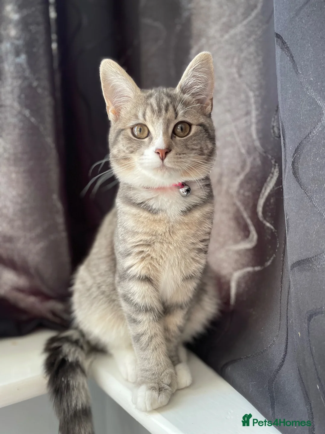 Siberian cats for sale: Siberian Girl needs a Home - Advert 1