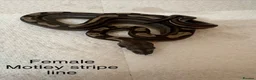 Boa Snake reptiles for sale: Mixed boas for sale  - Advert 5