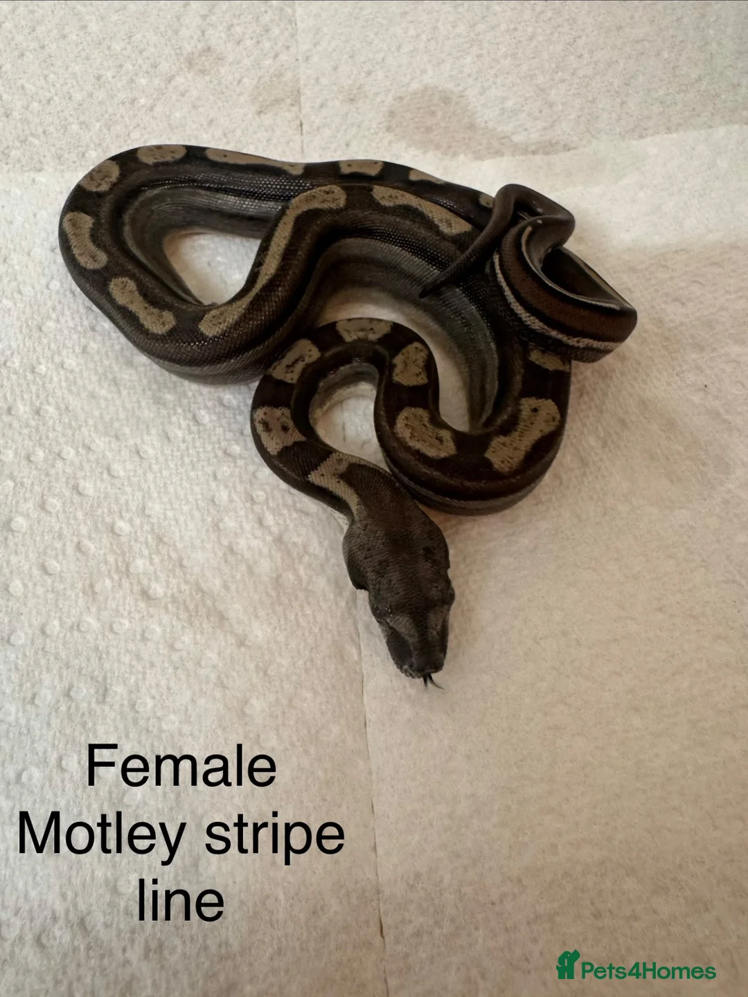 Boa Snake reptiles for sale: Mixed boas for sale  - Advert 5