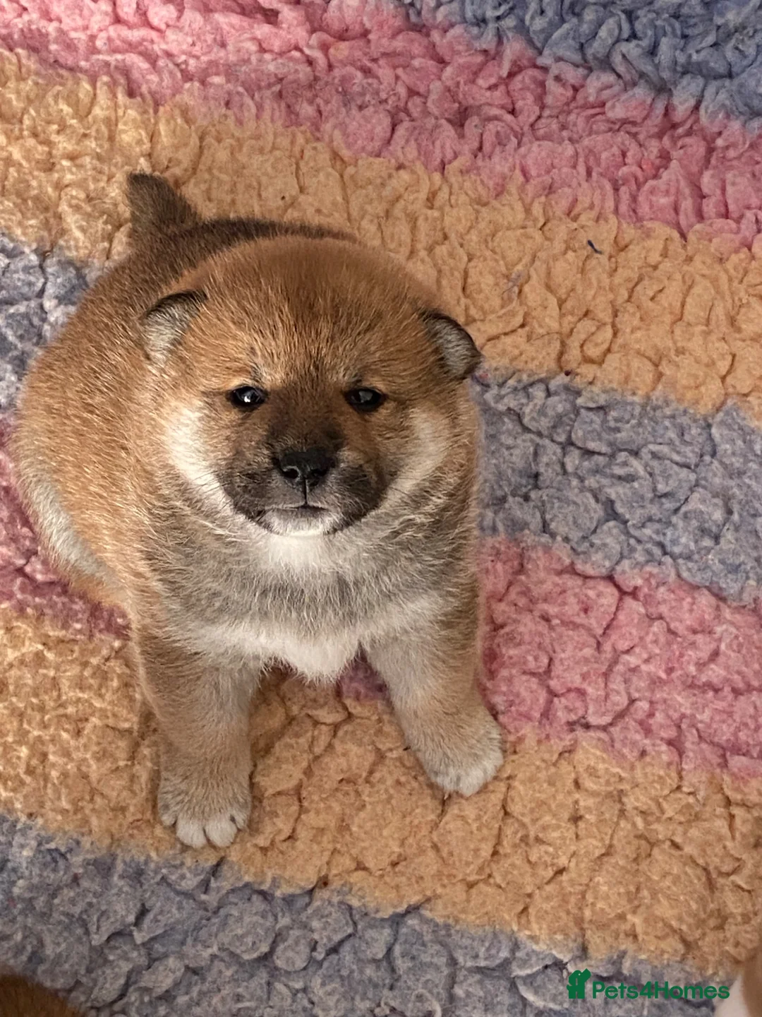 Japanese Shiba Inu dogs for sale: Chunky healthy Shiba Puppies - Advert 2