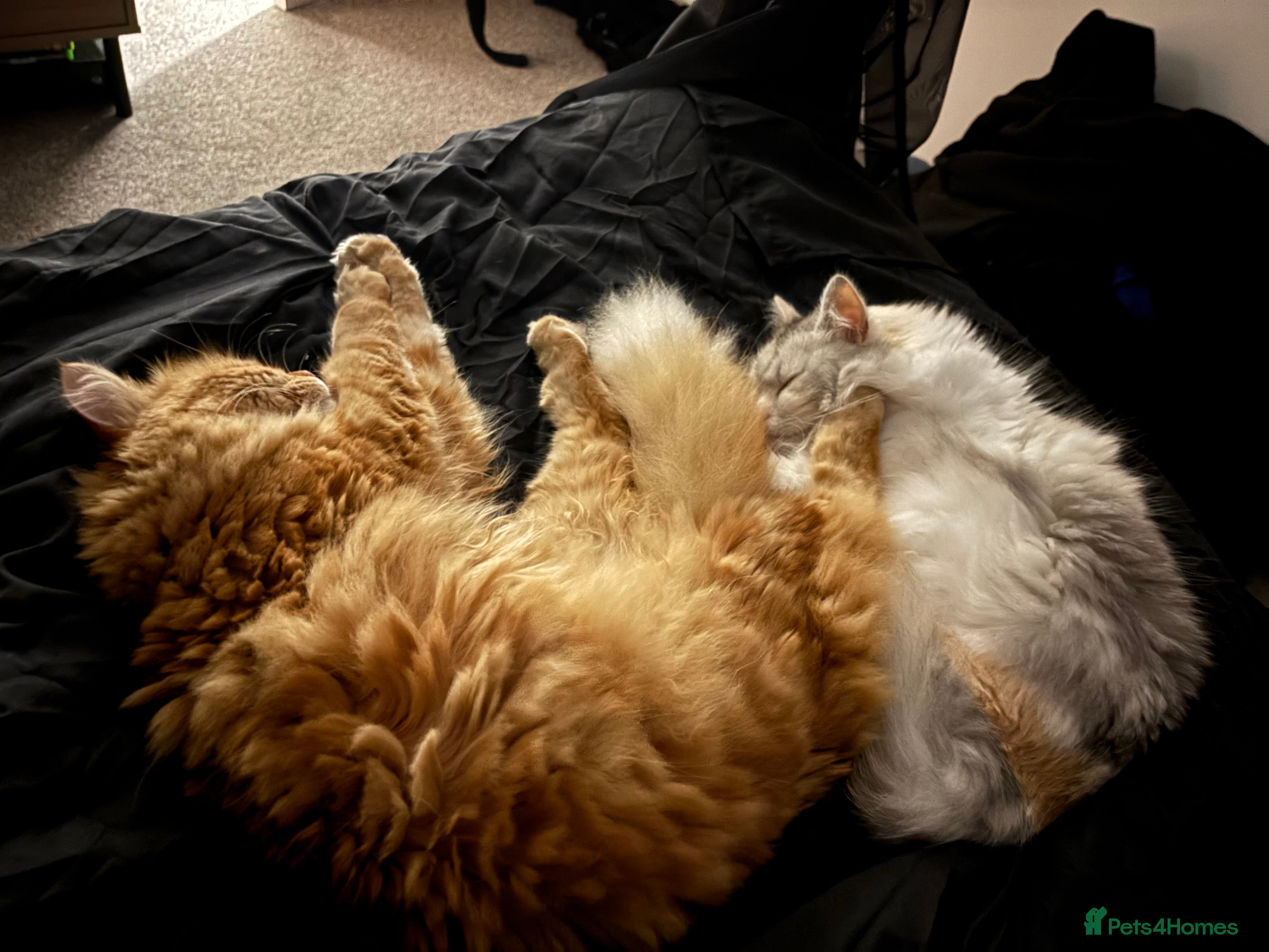 Ragdoll cats Loving cats  - Advert 1