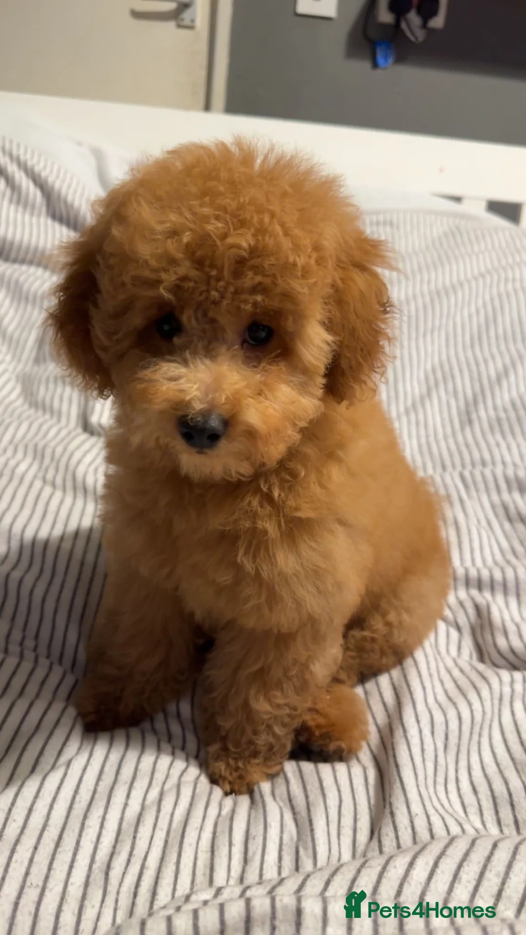 Miniature Poodle dogs for sale: Teddy - Advert 6
