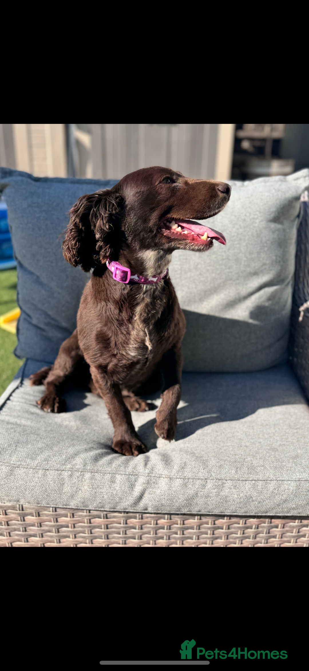 Cockapoo dogs for sale: Beautiful F1 cockerpoo puppies  - Image 17