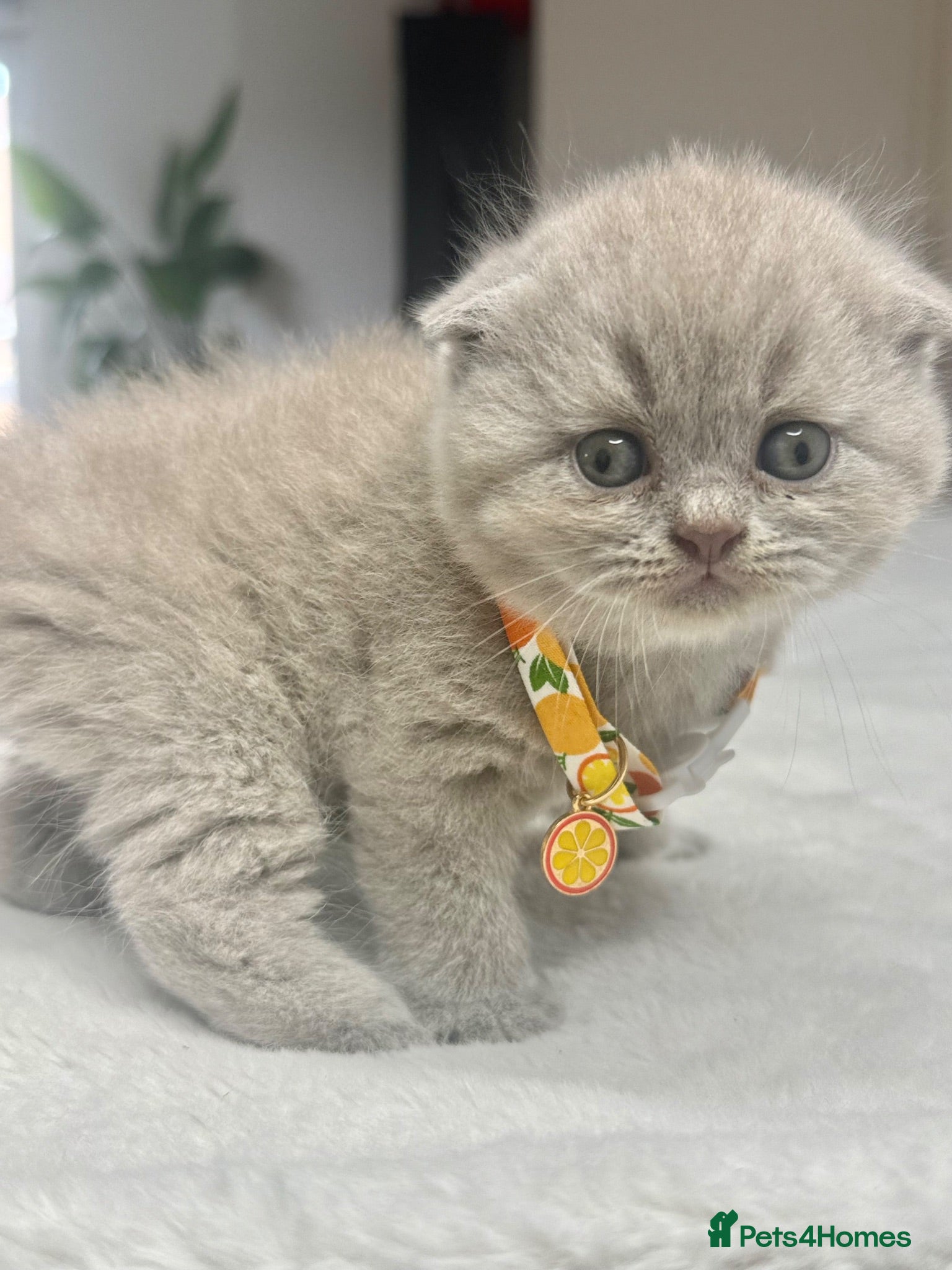 Scottish Fold cats Scottish fold - Advert 1
