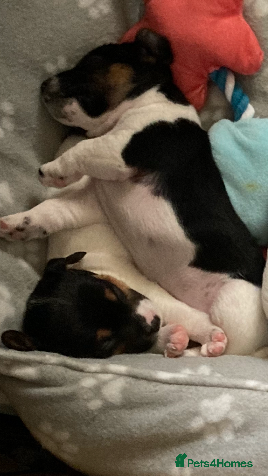 Jack Russell dogs for sale: Jack Russell pups - Image 3