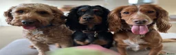 Cocker Spaniel dogs for stud: Working Cocker Spaniel Stud (proven) - Advert 16