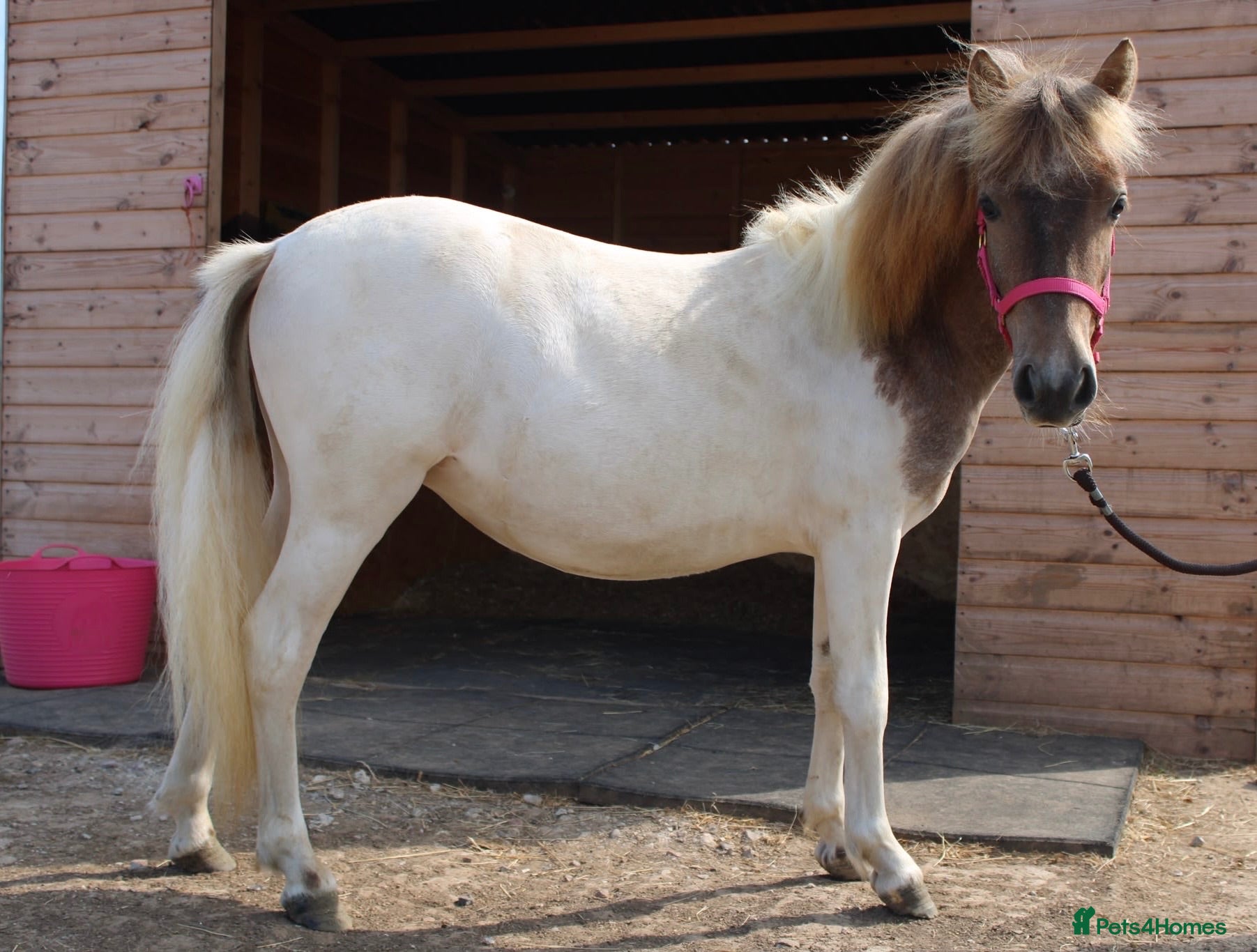Shetland pony horses Shetland Cross Yearling Filly - Advert 7
