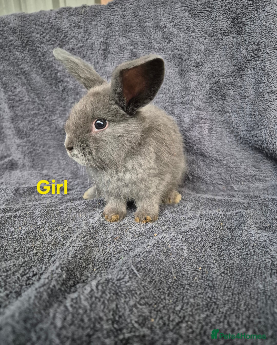 Mini Lion Lop rabbits for sale: Mini Lion Lop Buns looking for new homes - Image 4