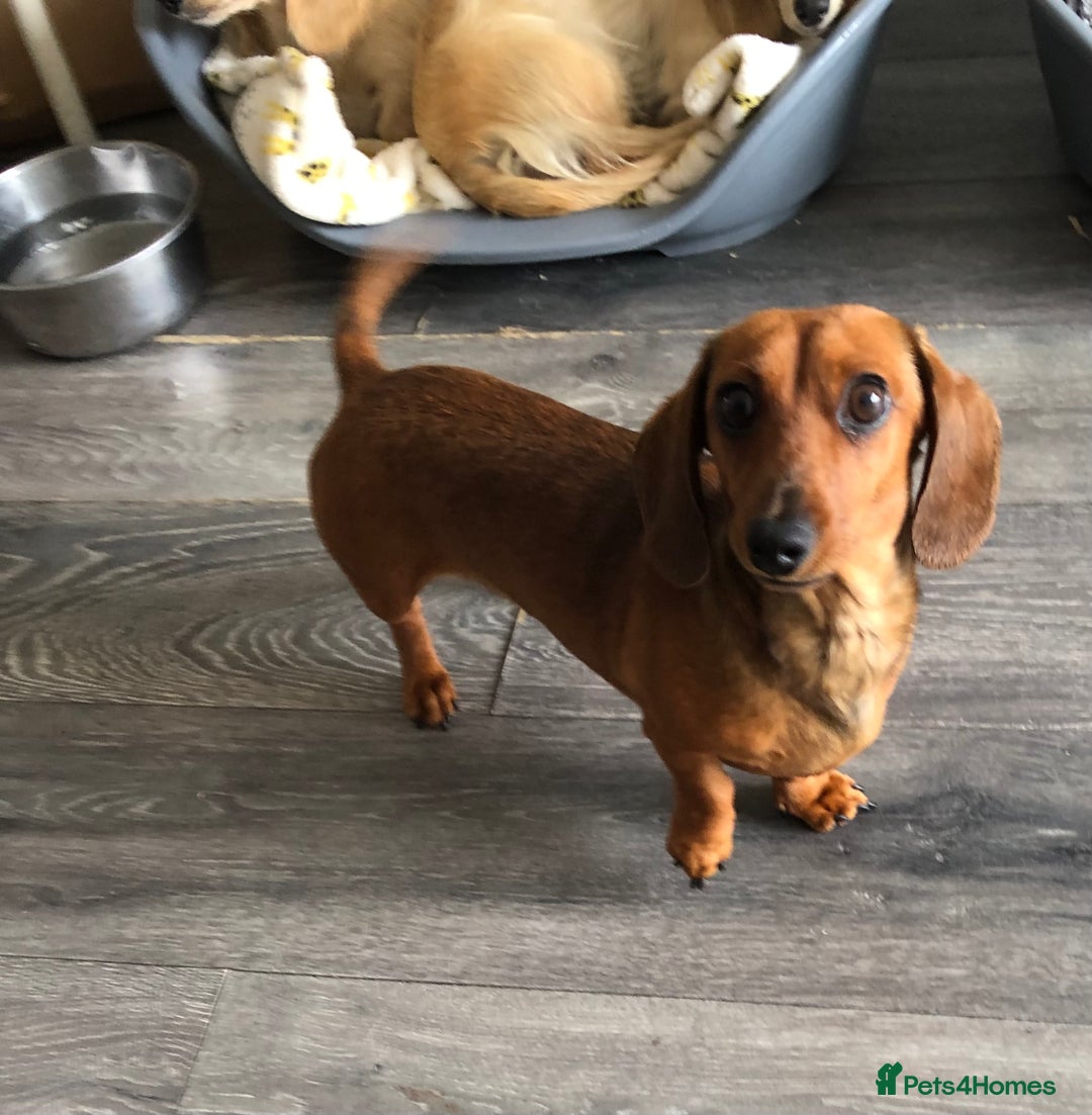 Miniature Dachshund dogs for sale: Miniature Dachshund  - Image 5