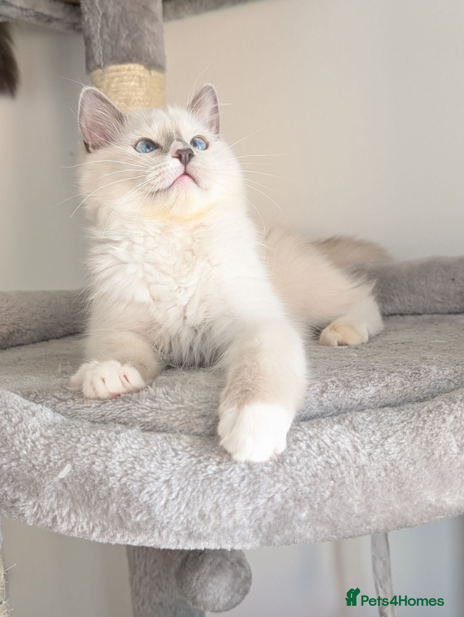 Ragdoll cats 💖Stunning TICA Female Ragdoll kitten  - Advert 1