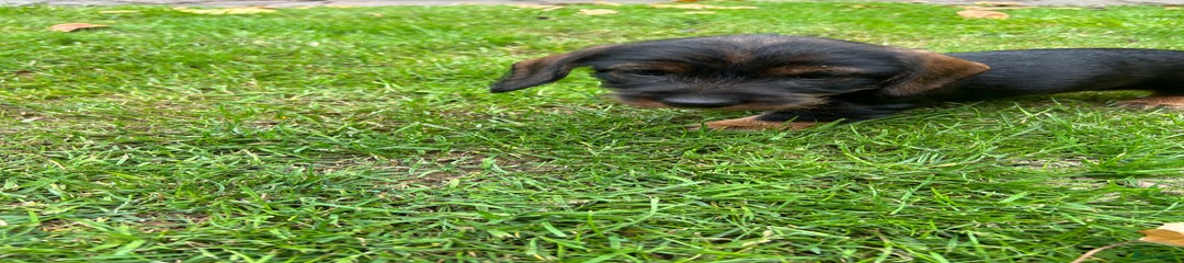 Dachshund Puppy 7