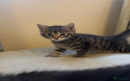 British Longhair cats for sale: Stunning kittens  - Advert 6