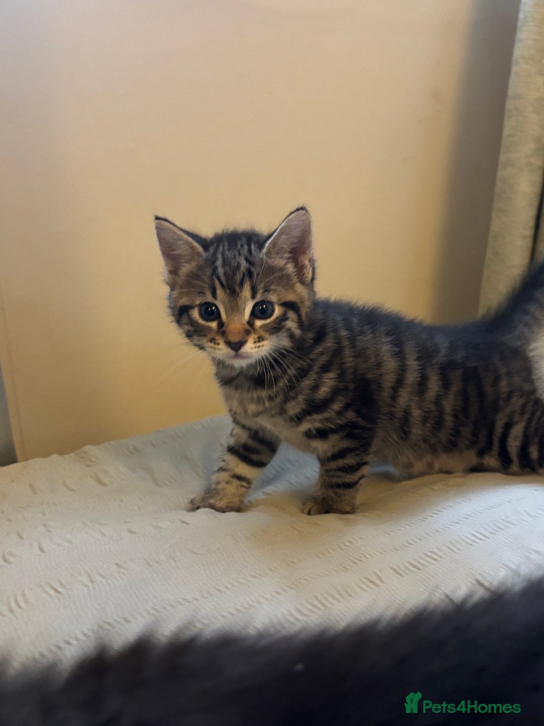 British Longhair cats for sale: Stunning kittens  - Advert 6