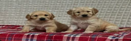 Golden Retriever dogs for sale: GORGEOUS GOLDEN RETRIEVER PUPPIES  in Carmarthen - Advert 25