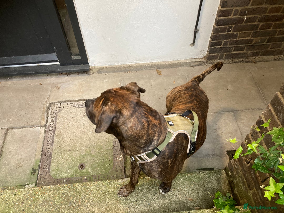 American Bulldog dogs for sale: A loving home needed for an American Bulldog.  - Advert 5