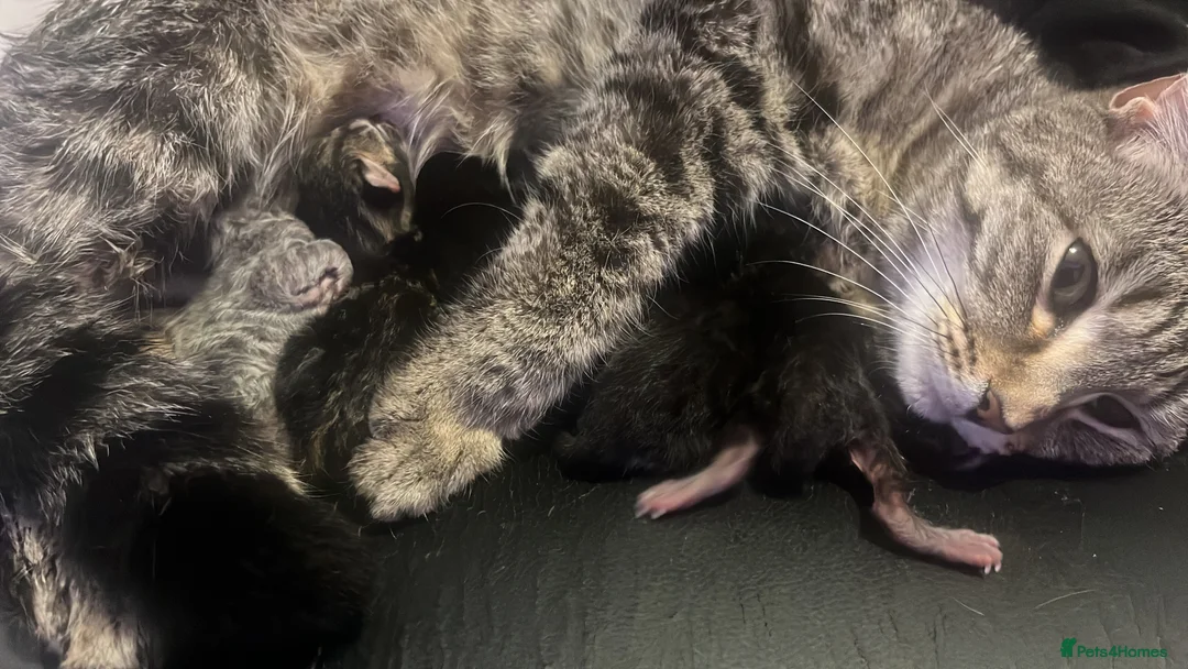 Domestic Shorthair cats for sale: Kittens  - Advert 4