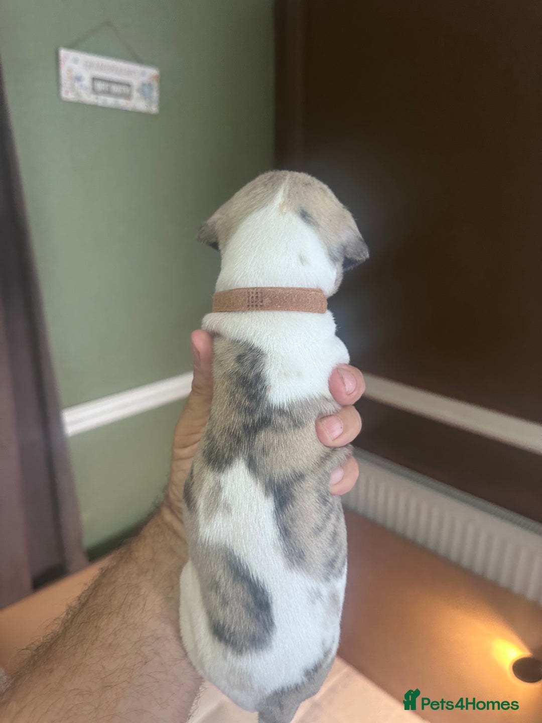Whippet dogs for sale: Rare colours full pedigree KC Reg whippet pups  - Image 33
