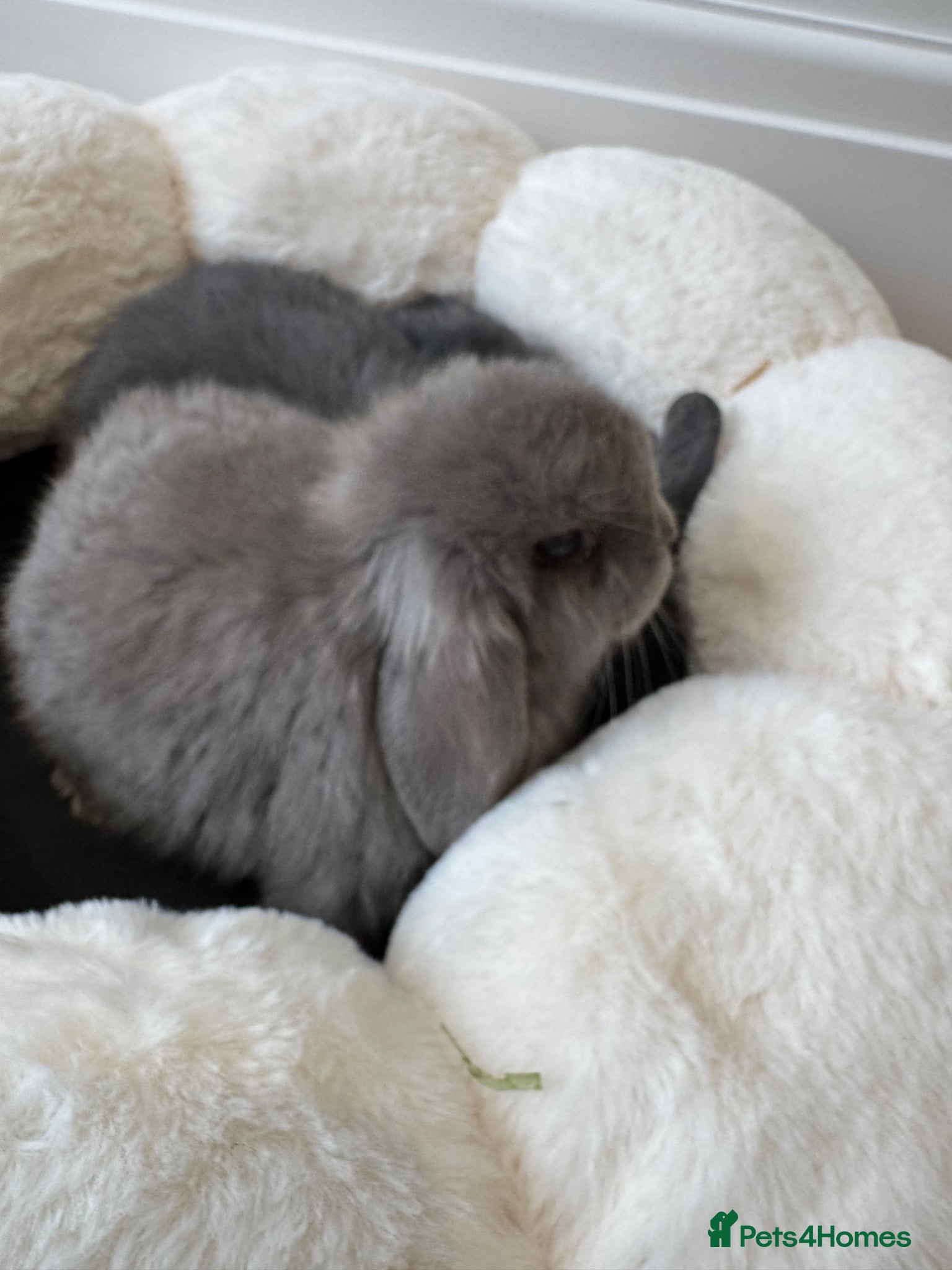 Mini Lop rabbits 🐰 Mini Lop Bunnies Looking for forever Homes - Advert 2