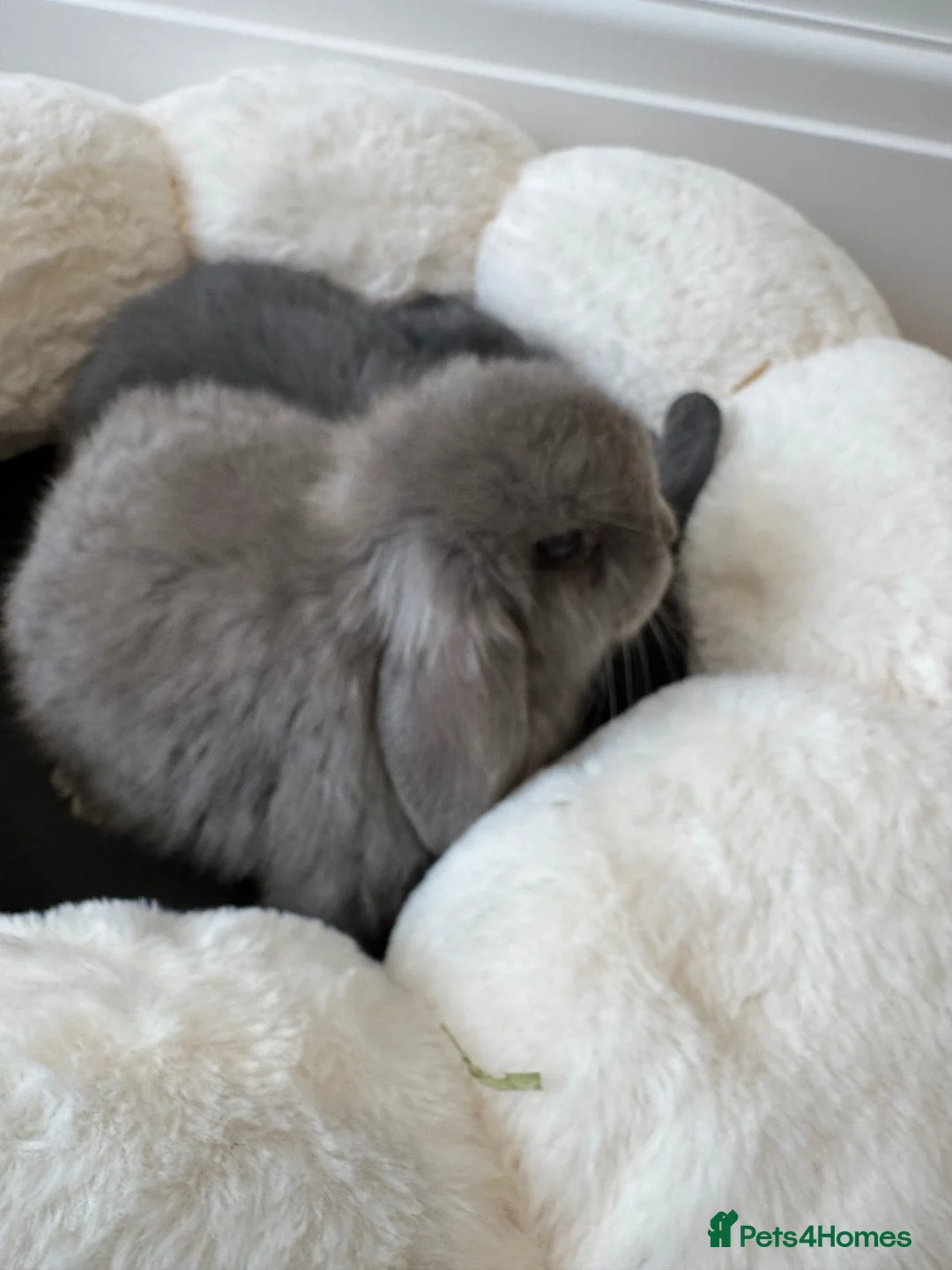 Mini Lop rabbits for sale: 🐰 Mini Lop Bunnies Looking for forever Homes - Advert 2