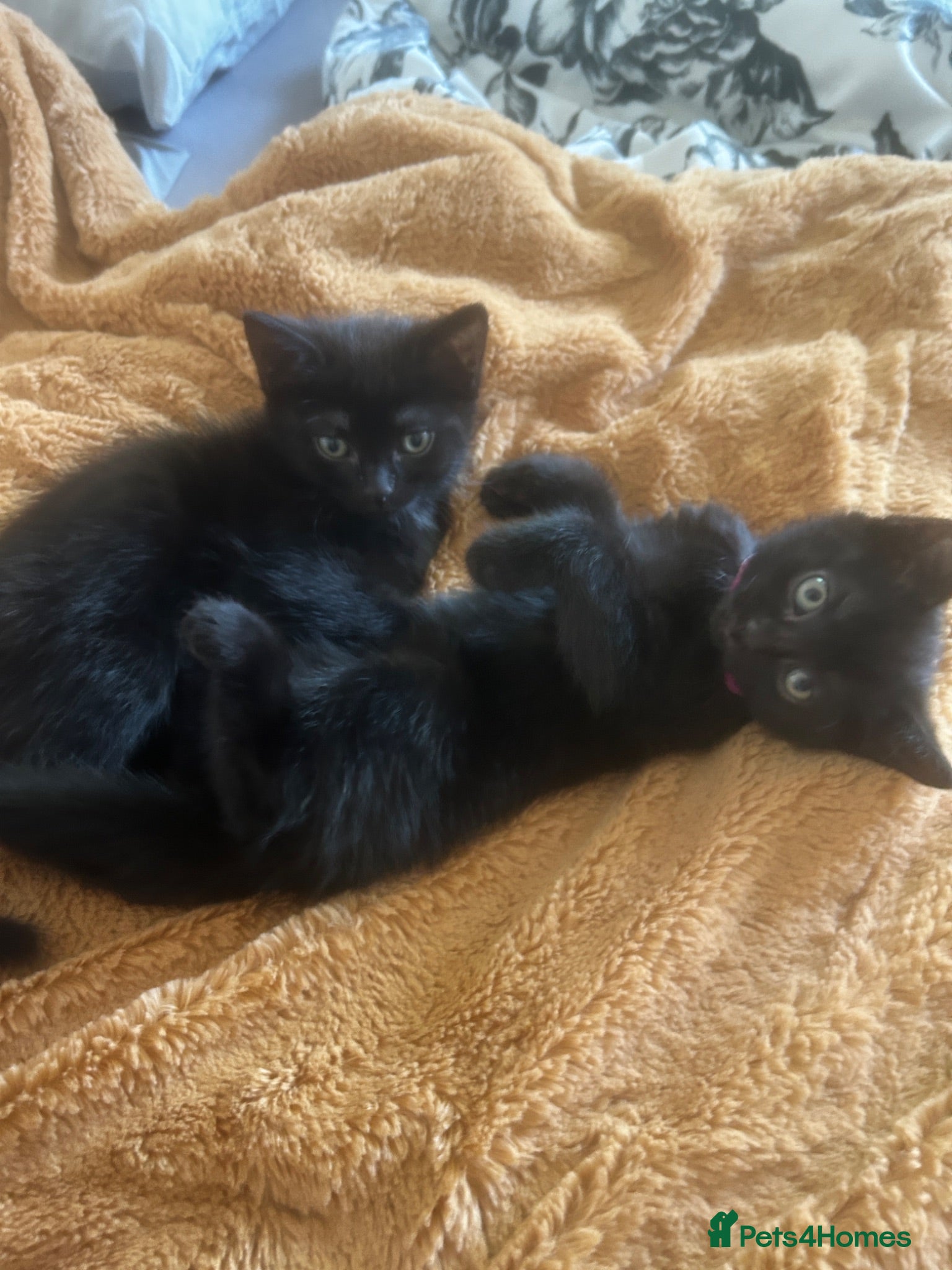 Mixed Breed cats Two black kitten for sale - Advert 1
