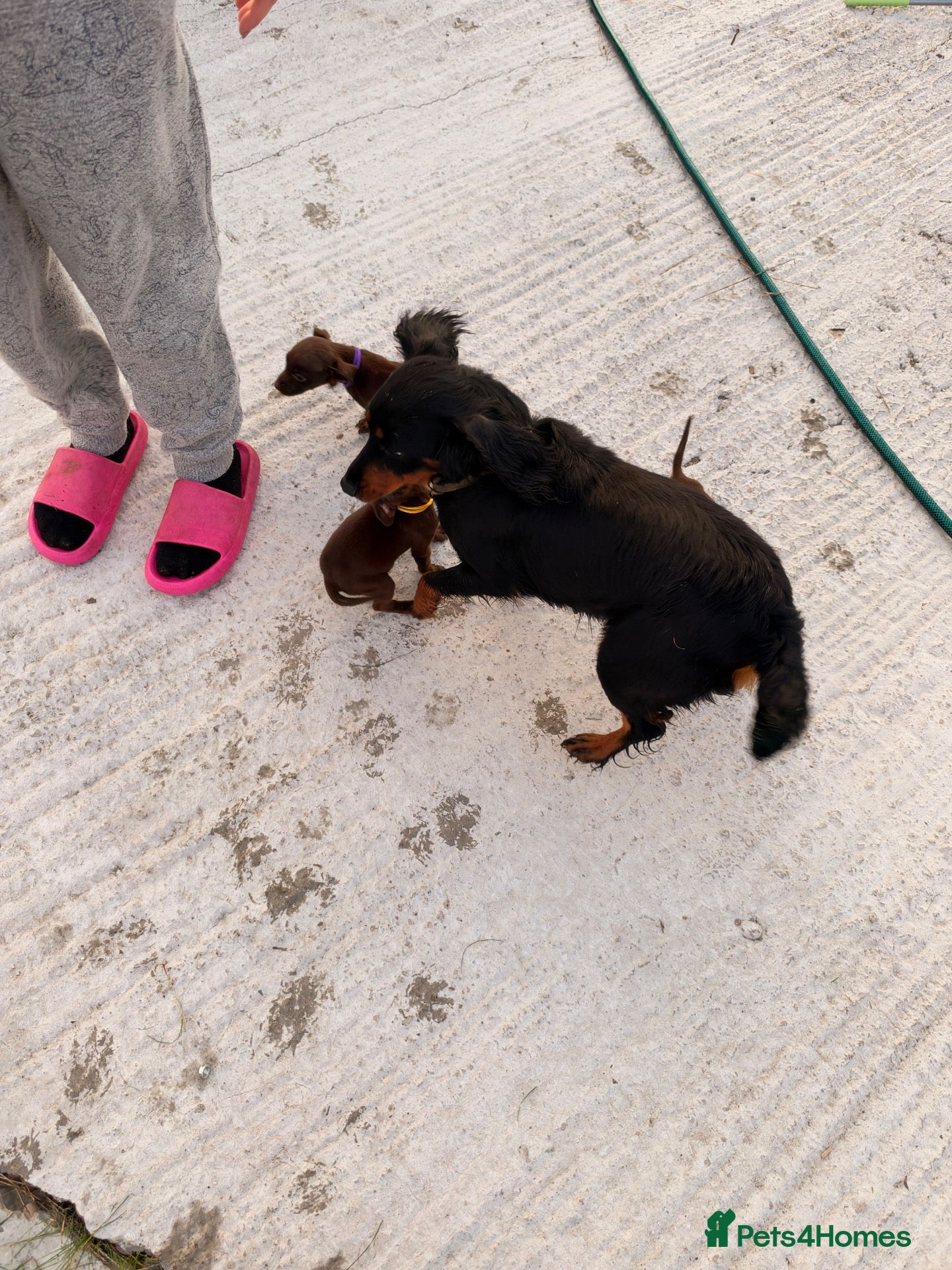Mixed Breed dogs Cockspaniel x patterdale puppy’s 🏡🏡🏡🏡 - Advert 1