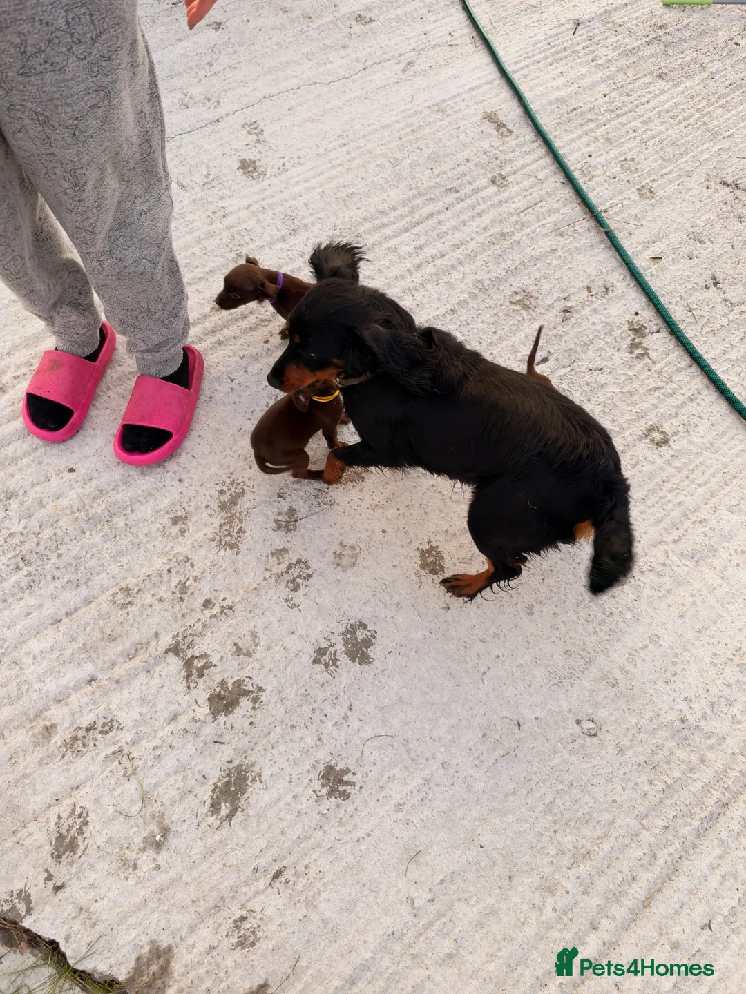 Mixed Breed dogs for sale: Cockspaniel x patterdale puppy’s 🏡🏡🏡🏡 - Advert 1