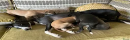 Mixed Breed dogs for sale: Whippet X Italian greyhound puppies 75%:25% in Market Drayton - Advert 12