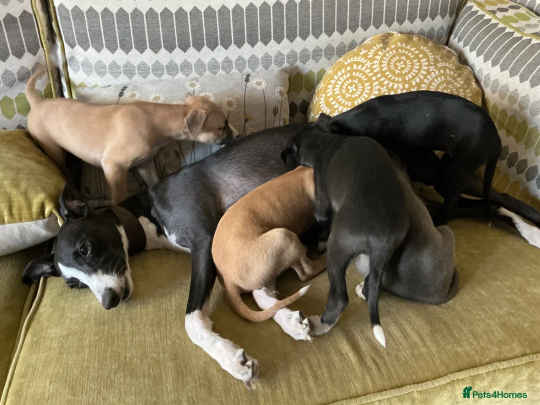 Mixed Breed dogs for sale: Whippet X Italian greyhound puppies 75%:25% in Market Drayton - Advert 12