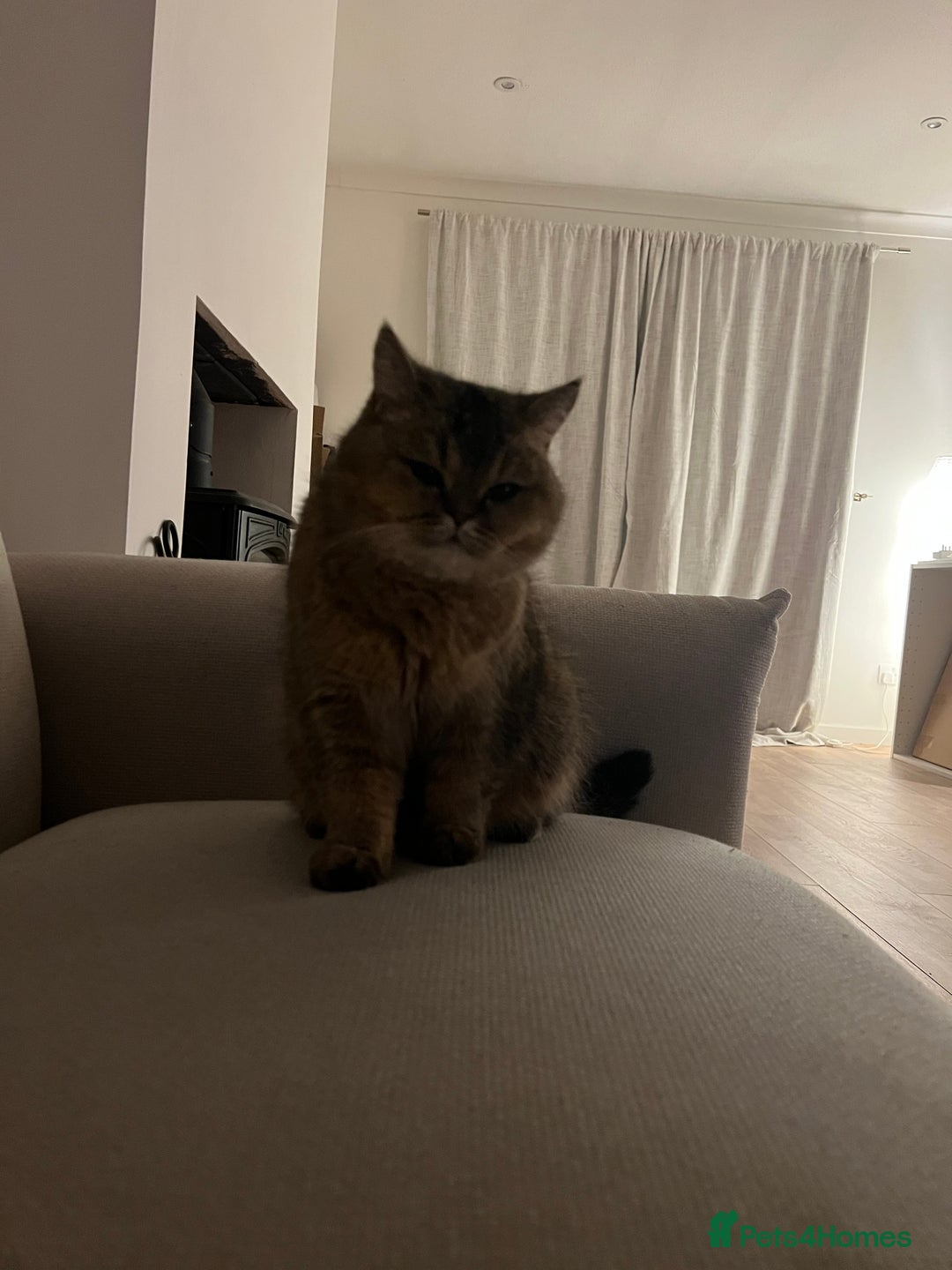 British Shorthair cats for sale: Chunky Black Tipped British Shorthair for sale - Advert 1
