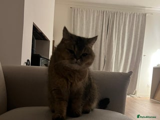 British Shorthair cats Chunky Black Tipped British Shorthair for sale - Advert 6