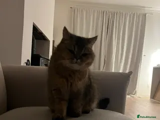 British Shorthair cats Chunky Black Tipped British Shorthair for sale - Advert 21