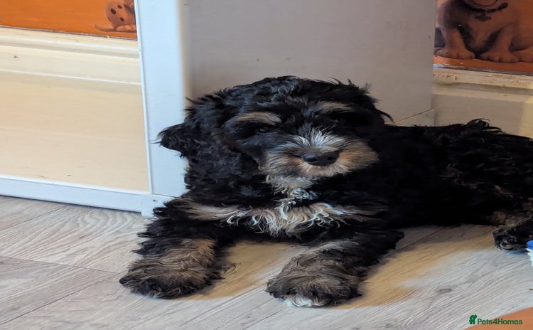 Cockapoo dogs Black and gold cockapoo  - Advert 1