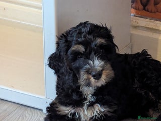 Cockapoo dogs Black and gold cockapoo - Advert 1