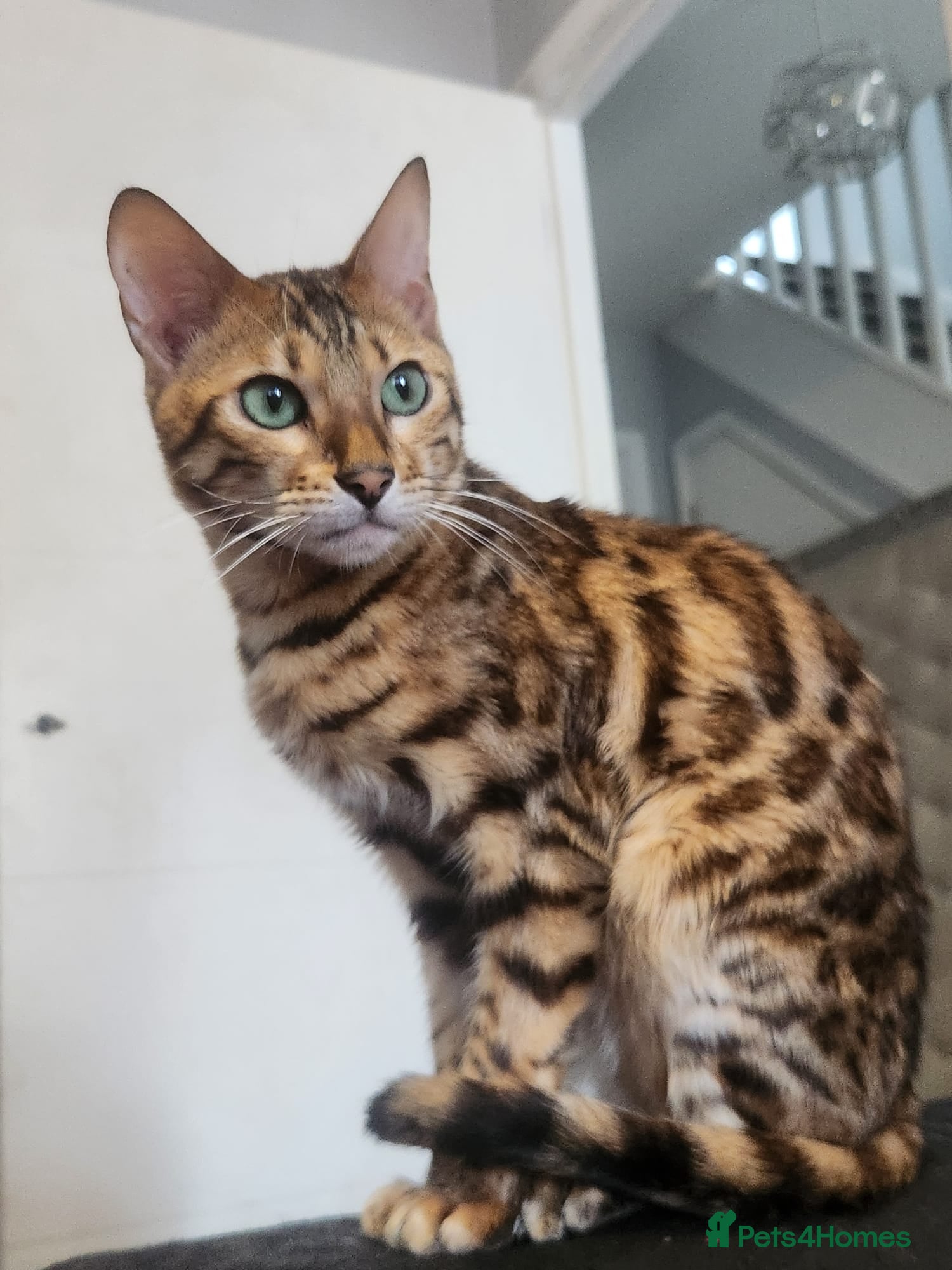 Bengal cats Indie the bengal boy - Advert 2