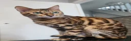 Bengal cats for sale: Indie the bengal boy - Advert 1