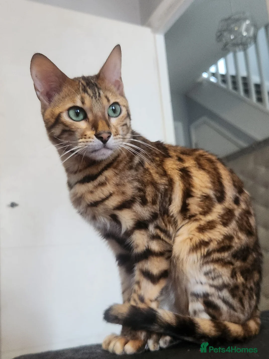 Bengal cats for sale: Indie the bengal boy - Advert 1