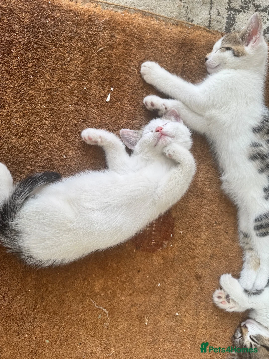Mixed Breed cats for sale: White and tabby hugely friendly kittens for sale - Advert 19