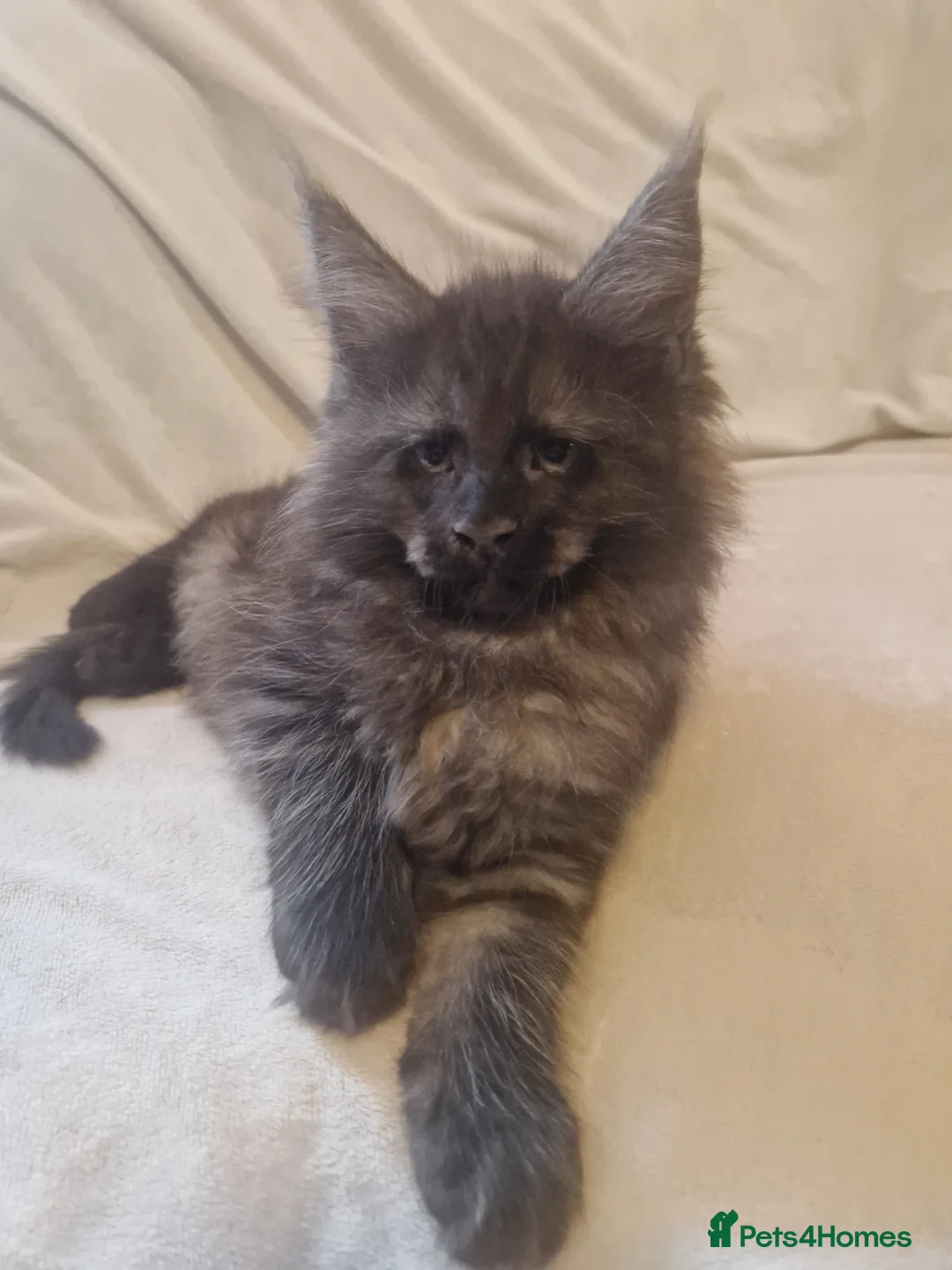 Maine Coon cats for sale: Maine Coon kittens - Advert 39