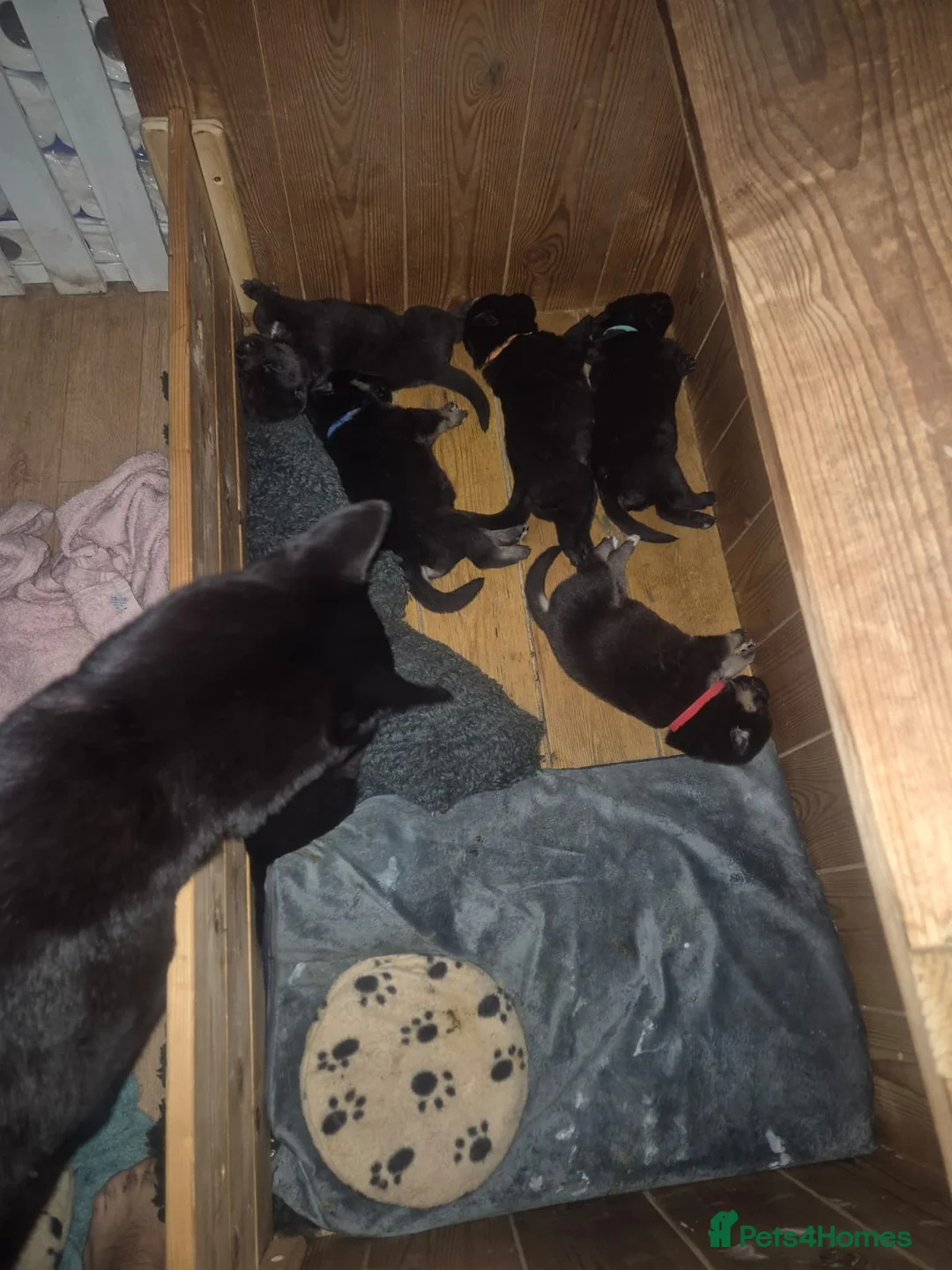 Mixed Breed dogs for sale: READY NOW! Stunning litter of puppies!! - Advert 12