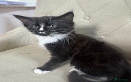 Ragdoll cats for sale: Stunning part ragdoll kittens - Image 11